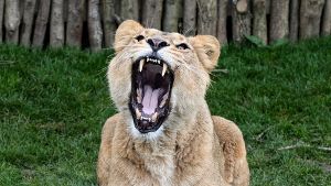 So nah und dennoch ungefährlich: Die Löwen im neuen Gehege im Londoner Zoo dürfen seit dem Osterwochenende von Besuchern bewundert werden. Klicken Sie sich durch unsere Bildergalerie. Foto: Getty