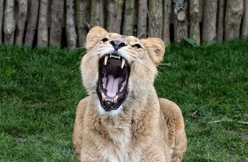 So nah und dennoch ungefährlich: Die Löwen im neuen Gehege im Londoner Zoo dürfen seit dem Osterwochenende von Besuchern bewundert werden. Klicken Sie sich durch unsere Bildergalerie. Foto: Getty