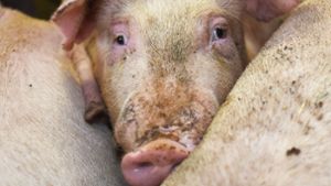 Die übliche Schweinehaltung widerspricht dem Tierschutzgesetz, dem zufolge „ein Tier seinen Bedürfnissen entsprechend  untergebracht werden muss“. Foto: dpa/Carmen Jaspersen