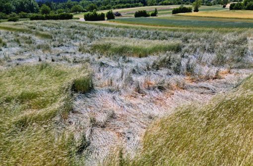 Einzelne  Felder zwischen Schorndorf und Berglen haben unlängst deutlich sichtbare Schäden abbekommen Foto: 7aktuell.de/Kevin Lermer