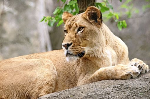 Eine Löwin als Haustier halten – theoretisch ist das möglich. Foto: dpa/Mark R. Kaser