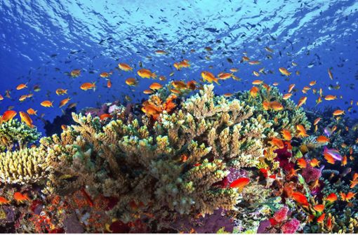 Das Foto der James Cook University (JCU) von Januar 2016 zeigt noch intakte Korrallen am Great Barrier Reef. Foto: James Cook University Australia and New Zealand/dpa