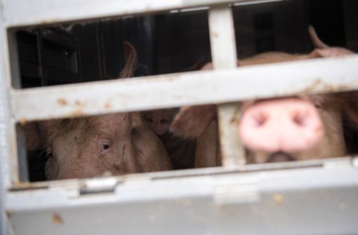 Bayern verbietet Tiertransporte in 17 Nicht-EU-Staaten. Foto: dpa