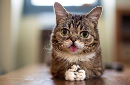 Mit ihrem außergewöhnlichen Aussehen begeisterte die Katze Lil Bub Millionen Menschen im Internet. Foto: dpa/Mike Bridavsky