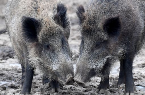 Die Afrikanische Schweinepest betrifft auch Wildschweine im Südwesten. Foto: dpa