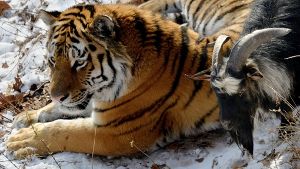 Tiger Amur überlässt Ziegenbock Timur zurzeit seinen überdachten Schlafplatz. Foto: dpa