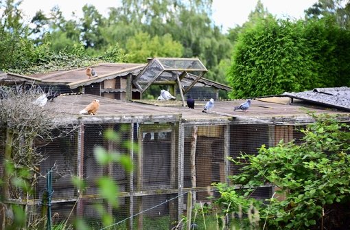 30 Tauben und mehr bevölkern die Anlage neben der Rosensteinstraße in Leinfelden. Nachbarn beklagen deren verwahrlosten Zustand. Foto: Norbert J. Leven