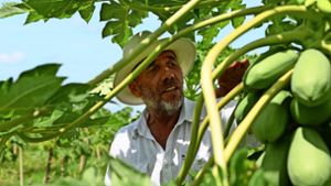 Helmut Lutz beschäftigt auf seiner Plantage in Ghana rund 200 Mitarbeiter. Foto: dpa/Gioia Forster