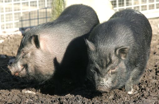 Hängebauchschweine, ähnlich diesen Artgenossen, wurden in Böblingen gefunden. Wer kann Hinweise geben? Foto: /Kraufmann