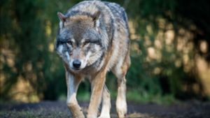 Im Kreis Görlitz hat ein Wolf einen Hund totgebissen (Symbolbild). Foto: picture alliance / dpa/Patrick Pleul