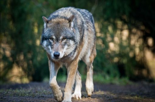 Im Kreis Görlitz hat ein Wolf einen Hund totgebissen (Symbolbild). Foto: picture alliance / dpa/Patrick Pleul