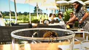 Eines ist klar: Der Sommer 2022 wird als Wespen-Sommer in Erinnerung bleiben. Foto: imago/Action Pictures