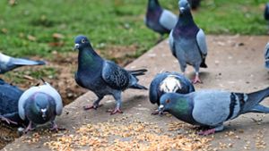 Schädlinge oder  missverstandene Geschöpfe? Die Meinungen über Tauben in Innenstädten gehen auseinander. Foto: Lichtgut/Max Kovalenko