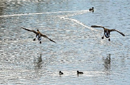 Viele Ausflügler besuchen das Naturschutzgebiet Zugwiesen, um das Federvieh zu beobachten oder zu fotografieren. Foto: factum/Weise