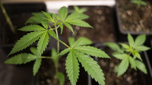 Cannabisanbau in der Mietwohnung – ist das nun erlaubt? Foto: dpa/Sebastian Gollnow