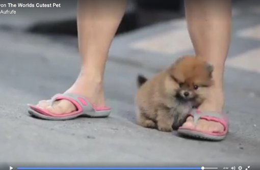 Das Video dieses kleinen Zwergspitz-Welpen wurde schon mehr als 2,7 Millionen Mal angeschaut. Foto: Screenshot Facebook / The Worlds Cutest Pet