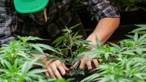 Darf man Cannabis im Garten anbauen?