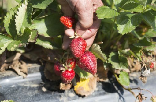 Diese Erdbeeren schmecken hervorragend. Sie sind aber mit Erde behaftet und somit unverkäuflich. Foto: Horst Rudel