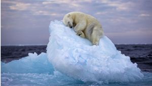 Dieses vom Natural History Museum herausgegebenes Foto mit dem Namen „Ice Bed“ des britischen Fotografen Nima Sarikhani, zeigt einen Eisbären im norwegischen Svalbard-Archipel. Foto: Nima Sarikhani/Wildlife Photographer of the Year/PA Media/dpa