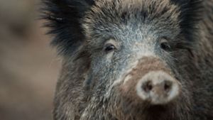 Die Wildschweine finden genung Nahrung -  von Eicheln bis Weinbeeren. Foto: dpa