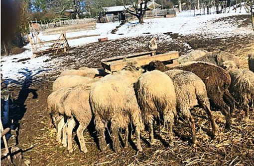 Bis vor kurzem wurden auch Schafe auf dem Grundstück gehalten.Nur ein paar Hühner sind dem Wirt Alberto Principe auf seinem Grundstück unter dem Körschtalviadukt geblieben. Foto: oh