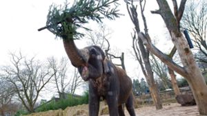 Elefanten mögen ausgediente Weihnachtsbäume. Eine Teilnehmer der Bürgerbeteiligung hat noch eine ganz andere Idee, wie sich die Kraft der Wilhelma-Vierbeiner nutzen lässt. Foto: dpa