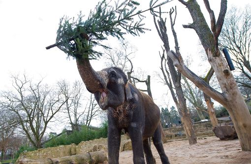 Elefanten mögen ausgediente Weihnachtsbäume. Eine Teilnehmer der Bürgerbeteiligung hat noch eine ganz andere Idee, wie sich die Kraft der Wilhelma-Vierbeiner nutzen lässt. Foto: dpa