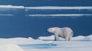 Ein Eisbär hat auf Spitzbergen einen Mann schwer am Kopf verletzt (Symbolbild). Foto: PRESSENS BILD