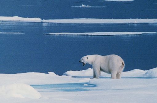 Ein Eisbär hat auf Spitzbergen einen Mann schwer am Kopf verletzt (Symbolbild). Foto: PRESSENS BILD