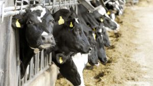 Ein Preissturz macht den Milchbauern derzeit schwer zu schaffen. (Symbolbild) Foto: picture-alliance/ dpa/Maurizio Gambarin