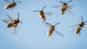 Wespen hielten einen Flüchtenden in Oldenburg in Schach. Foto: Frank Rumpenhorst/dpa