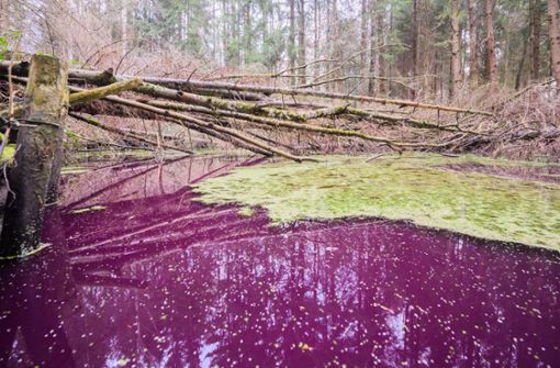Ein spektakuläres Phänomen im Hildesheimer Wald sorgt für Aufsehen. Foto: dpa/Julian Stratenschulte