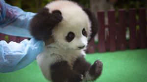 Der kleine Pandabär weiß nicht so recht, wie ihm geschieht, als ihn ein Pfleger in die Höhe hebt. Foto: AP