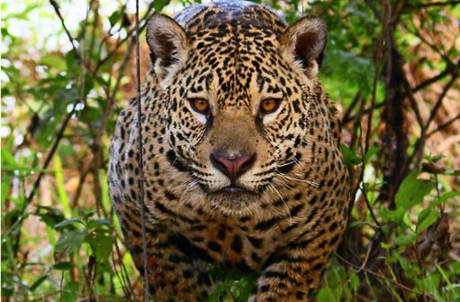 Der Traum eines jeden Naturfotografen: ein Jaguar vor der Linse Foto: Win Schumacher/Picasa