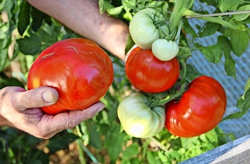 Die einen Mitglieder stehen eher auf mediterranes Gemüse, andere haben einen Hang zu Knollenfrüchten wie der Kartoffel. Foto: Archiv Bernd Zeyer