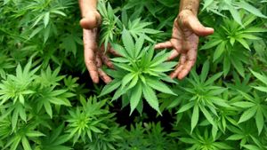 Für die einen eine gefährliche Droge, für die anderen kurz vor der Legalisierung: das aus der Hanfpflanze gewonnene Marihuana. Foto: dpa