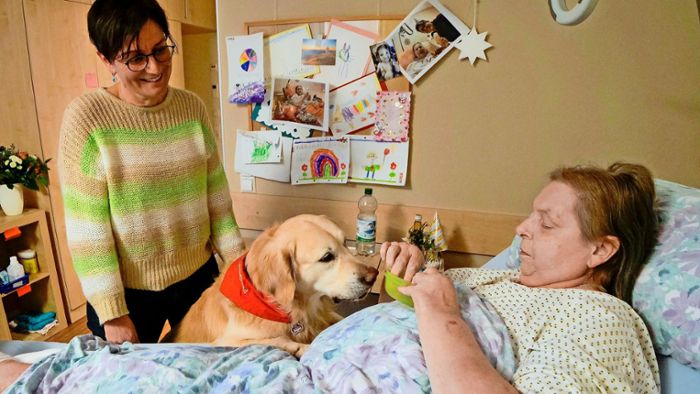 Hospizhund in Leonberg: Golden Retriever Jamie spendet Sterbenden Trost