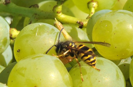 Ein Festessen für Wespen sind überreife Weintrauben. Foto: dpa