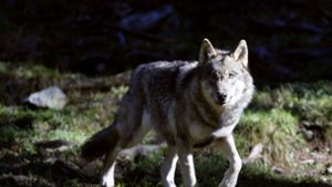 Der Wolf ist zurück in Deutschland – das finden aber nicht alle gut. Foto: AFP