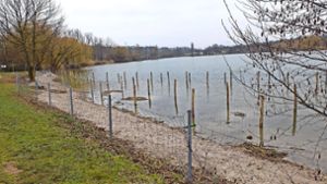 Am  Max-Eyth-See wird derzeit eine naturnahe Uferzone geschaffen. Der Schutzzaun soll später entfernt werden. Foto: Iris Frey