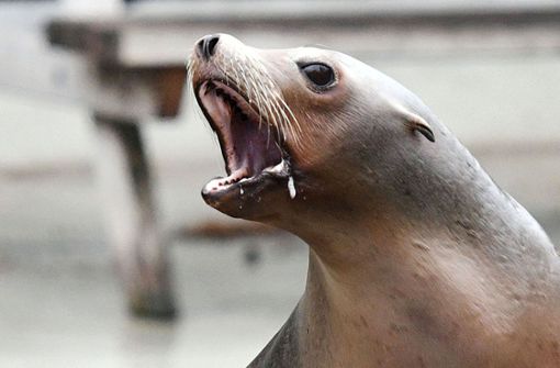 Nachts zu laut: Die Seelöwen im Kölner Zoo bekommen jetzt die Konsequenzen zu spüren (Symbolbild). Foto: dpa