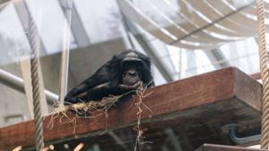 Bonobos gehören zu den Menschenaffen. (Symbolbild) Foto: Lichtgut/Verena Ecker/Lichtgut/Verena Ecker