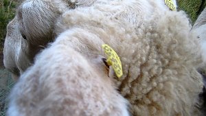 Gewaltsame Markierung mit Ohrmarken: Eines der betroffenen Schafe von Heilbronn. Foto: StN