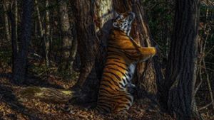 Der Fotograf des Jahres 2020 ist der Russe Sergej Gorschkow mit seinem Foto  einer Sibirischen Tigerin. Das Tier umarmt den Stamm eines mandschurischen Baumes im fernen Osten Russlands. Gorschkow wartete elf Monate, um diesen Moment mit versteckten Kameras festhalten zu können. Foto: Sergej Gorschkow/Natural History Museum London