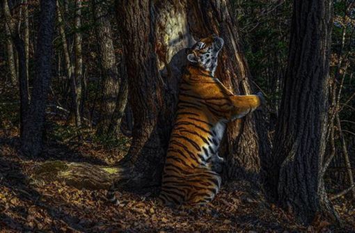 Der Fotograf des Jahres 2020 ist der Russe Sergej Gorschkow mit seinem Foto  einer Sibirischen Tigerin. Das Tier umarmt den Stamm eines mandschurischen Baumes im fernen Osten Russlands. Gorschkow wartete elf Monate, um diesen Moment mit versteckten Kameras festhalten zu können. Foto: Sergej Gorschkow/Natural History Museum London