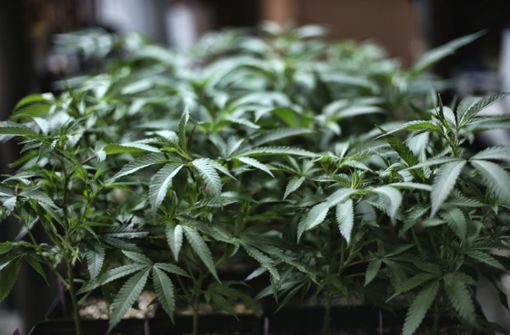 Die Entscheidung ebnet nicht den Weg für eine Legalisierung von Cannabis. Foto: AP/Richard Vogel