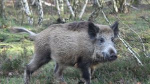 In Großsachsenheim hat ein Wildschwein die Polizei in Atem gehalten (Symbolfoto). Foto: ZB