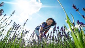 Lavendel gedeiht nicht nur in der Provence, sondern auch in der Gärtnerei von Cornelia Häussermann: Der Pflanze gehört die Zukunft. Foto: Simon Granville