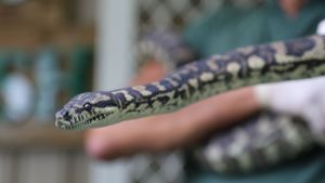 Eine drogenabhängige Python im australischen Dschungel wird in ein sechswöchiges Entziehungsprogramm gesteckt. Foto: Corrective Services NSW