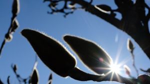 Magnolienknospen genießen die frühlingshafte Sonne. Foto: dpa